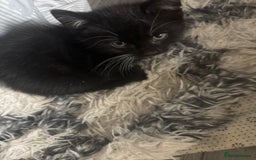 Mixed Breed cats for sale: Mixed breed 1 tabby 2 black white  - Image 6