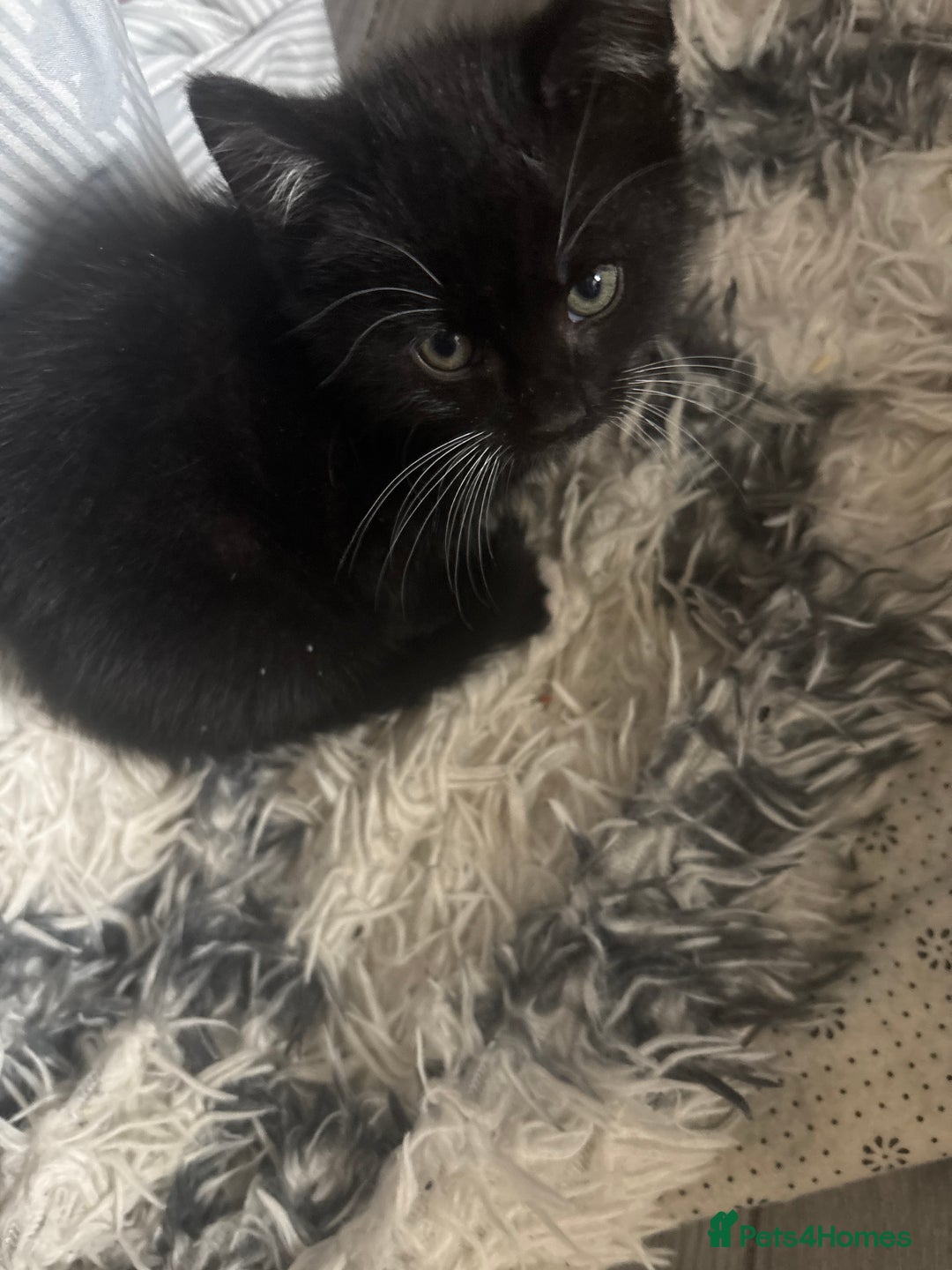 Mixed Breed cats for sale: Mixed breed 1 tabby 2 black white  - Image 6