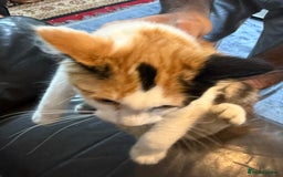Maine Coon cats for sale: Mainecoon cross kittens  in Romford - Image 13