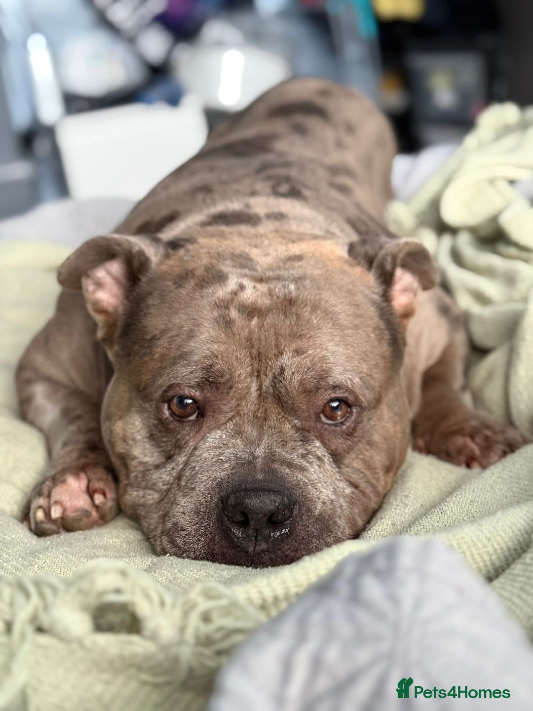 American Bully dogs for adoption: Rescued Blue Merle pocket bully  - Advert 2