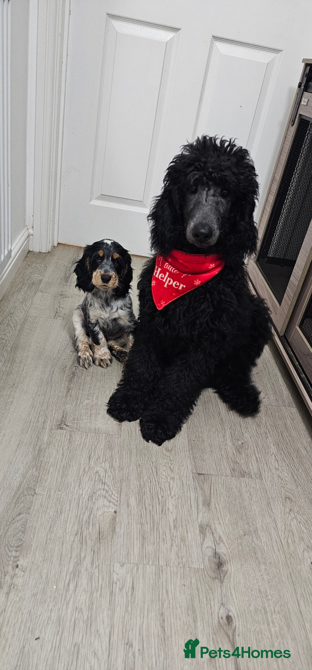 Standard Poodle dogs for sale: KC standard poodle Silver girl for sale ! - Advert 2