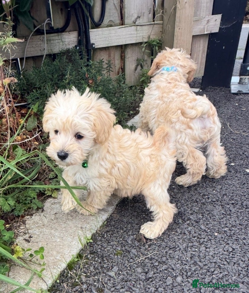 Schnoodle dogs Toy/Mini Schnoodle Puppies (Schnauzer x Poodle) - Advert 2