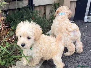 Schnoodle dogs Toy/Mini Schnoodle Puppies (Schnauzer x Poodle) - Advert 2