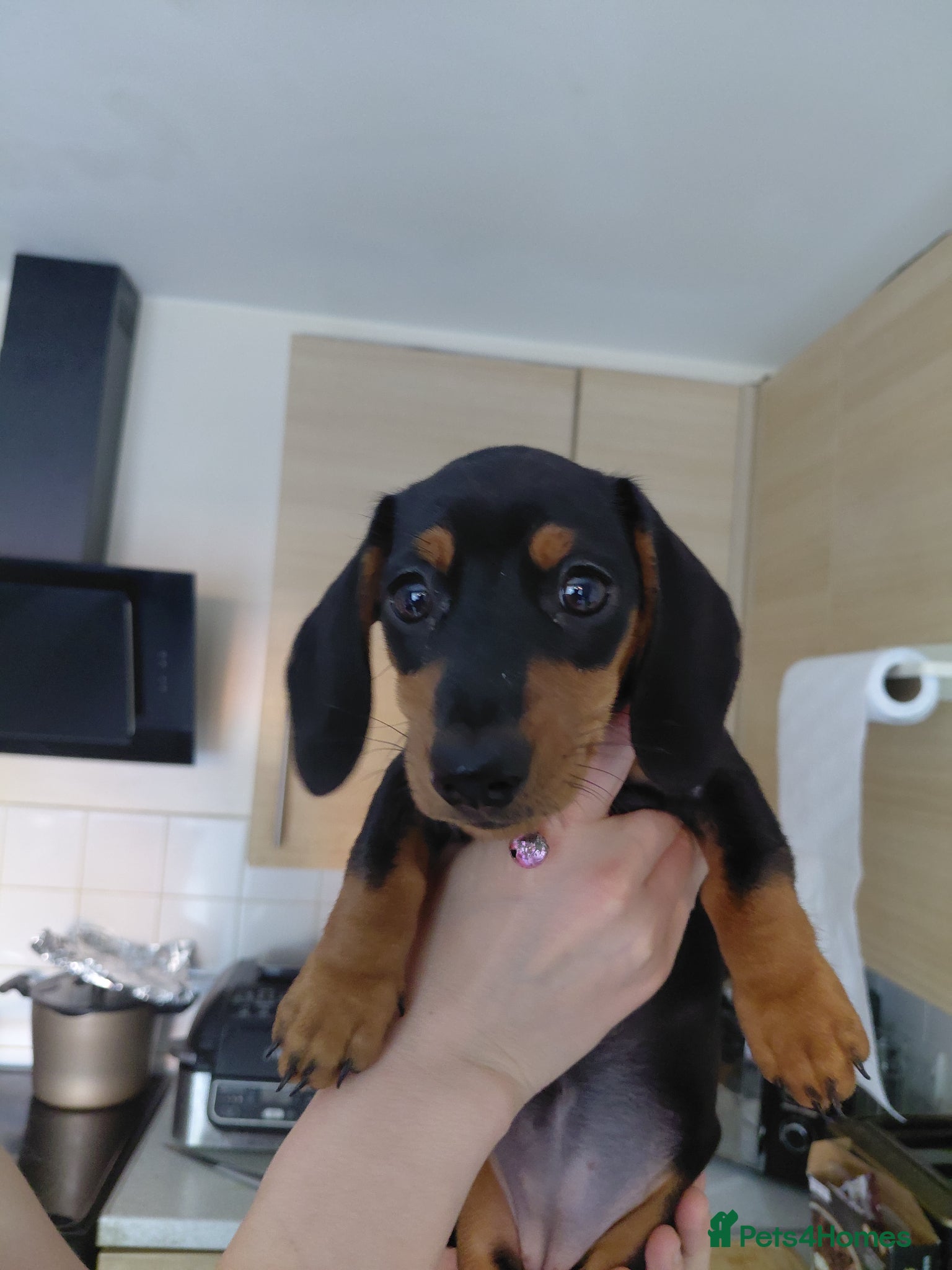 Miniature Dachshund dogs Miniature Daschund puppies  - Advert 2