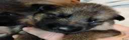 German Shepherd dogs for sale: K.C. reg GSD pups - Advert 5