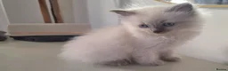 Ragdoll cats for sale: ragdoll kittens  - Advert 16