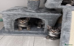 Mixed Breed cats for sale: 4 tabby kittens available  - Image 1