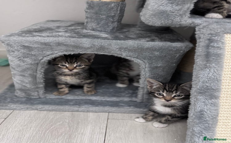 Mixed Breed cats - Advert 4
