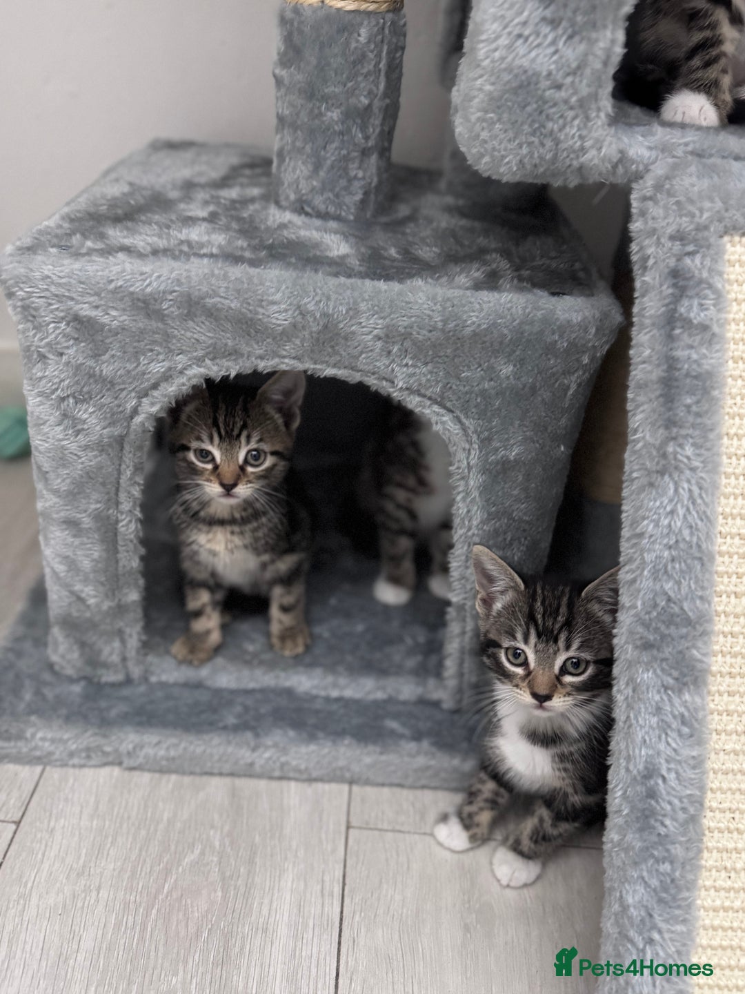 Mixed Breed cats for sale: 4 tabby kittens available  - Image 1