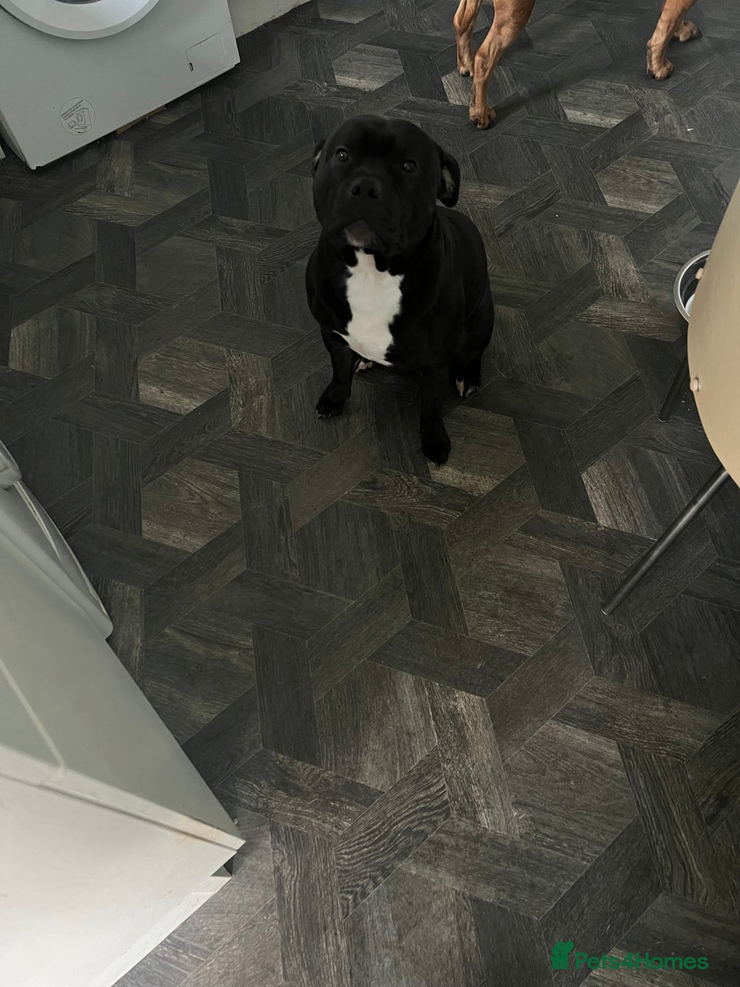 Staffordshire Bull Terrier dogs for stud: Staffy for stud - Image 4