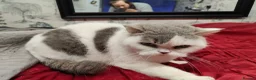 Scottish Fold cats for sale: Scottish fold queen - Advert 6