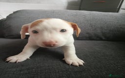 Jack Russell dogs for sale: Jack Russell puppies - Image 6