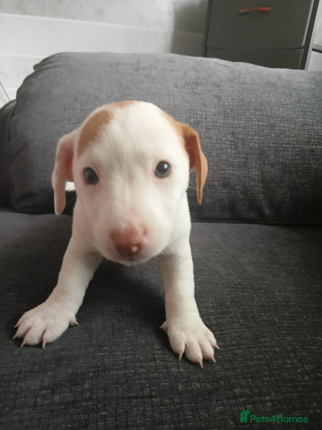Jack Russell dogs for sale: Jack Russell puppies - Image 6