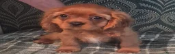 Cavalier King Charles Spaniel dogs for sale: KC Cavalier King Charles Spaniel's puppies  - Advert 3