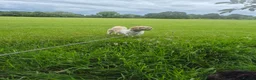 Shih Tzu dogs for sale: Dog for sale in Wisbech - Advert 4