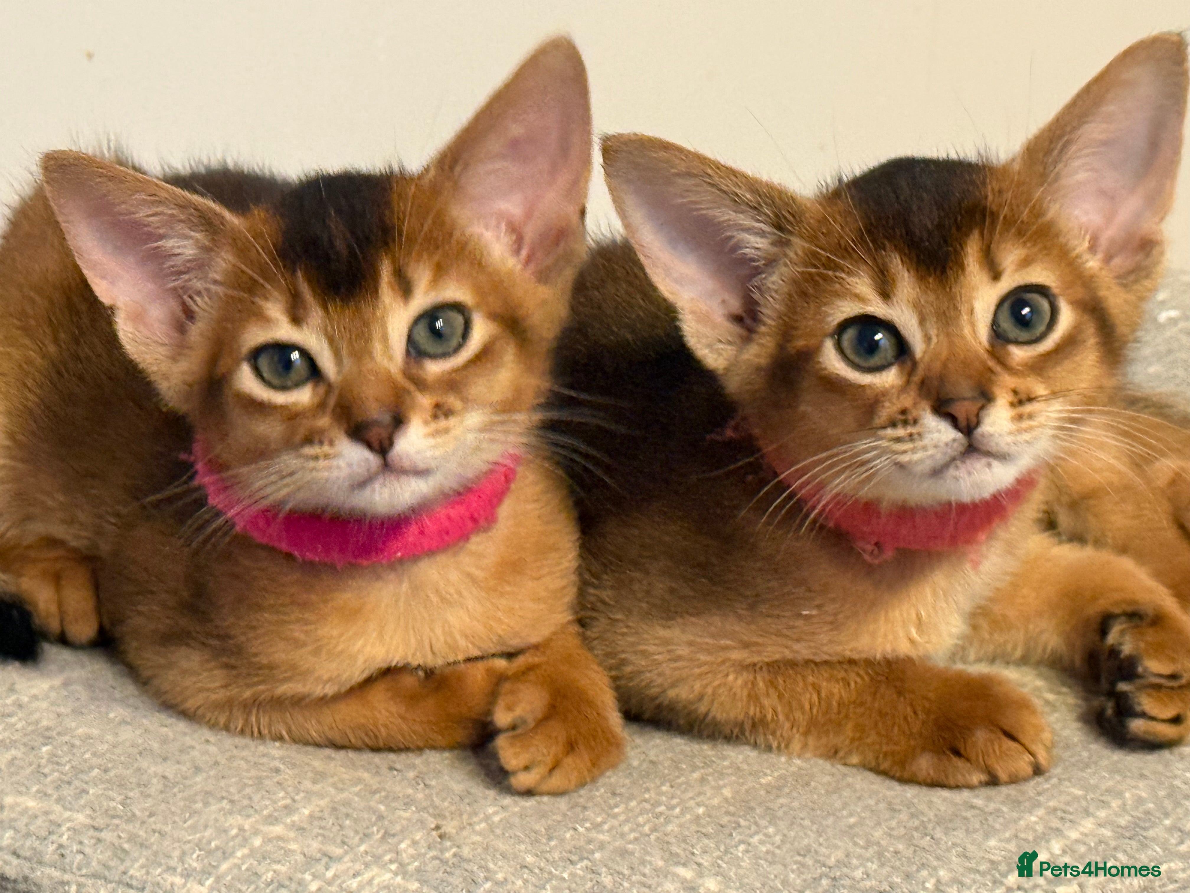 Abyssinian cats Champions parents kittens GCCF registered  - Advert 4