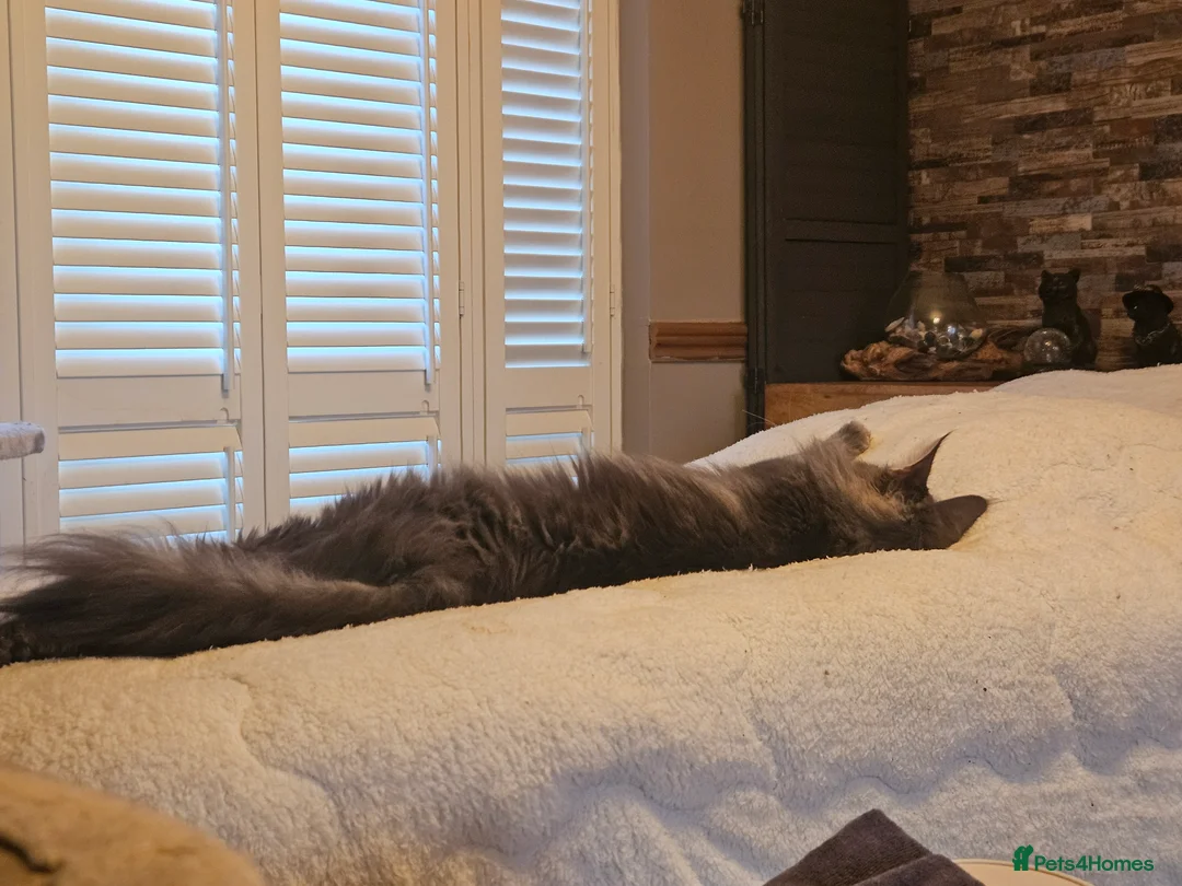 Maine Coon cats for sale: Stunning Maine Coon Cats looking for forever home in Leicester - Advert 3