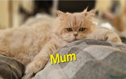 British Shorthair cats for sale: Pedigree golden British shorthair  - Image 9