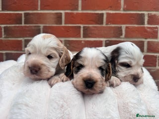 Cocker Spaniel dogs for sale: Cocker spaniel puppies - Advert 1