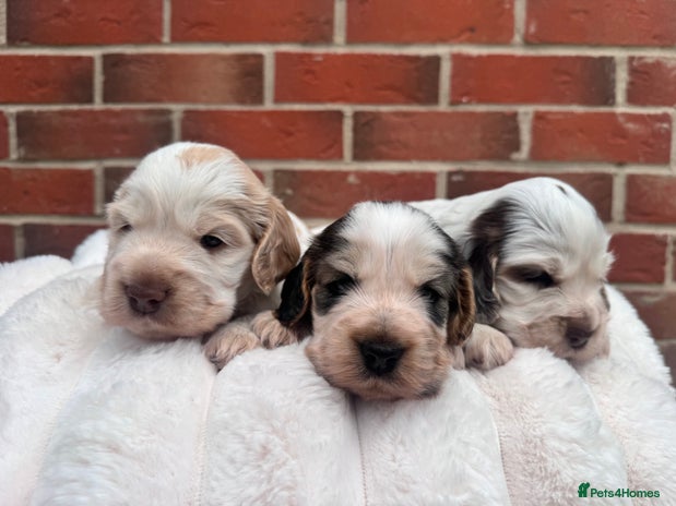 Cocker Spaniel dogs Cocker spaniel puppies - Advert 13