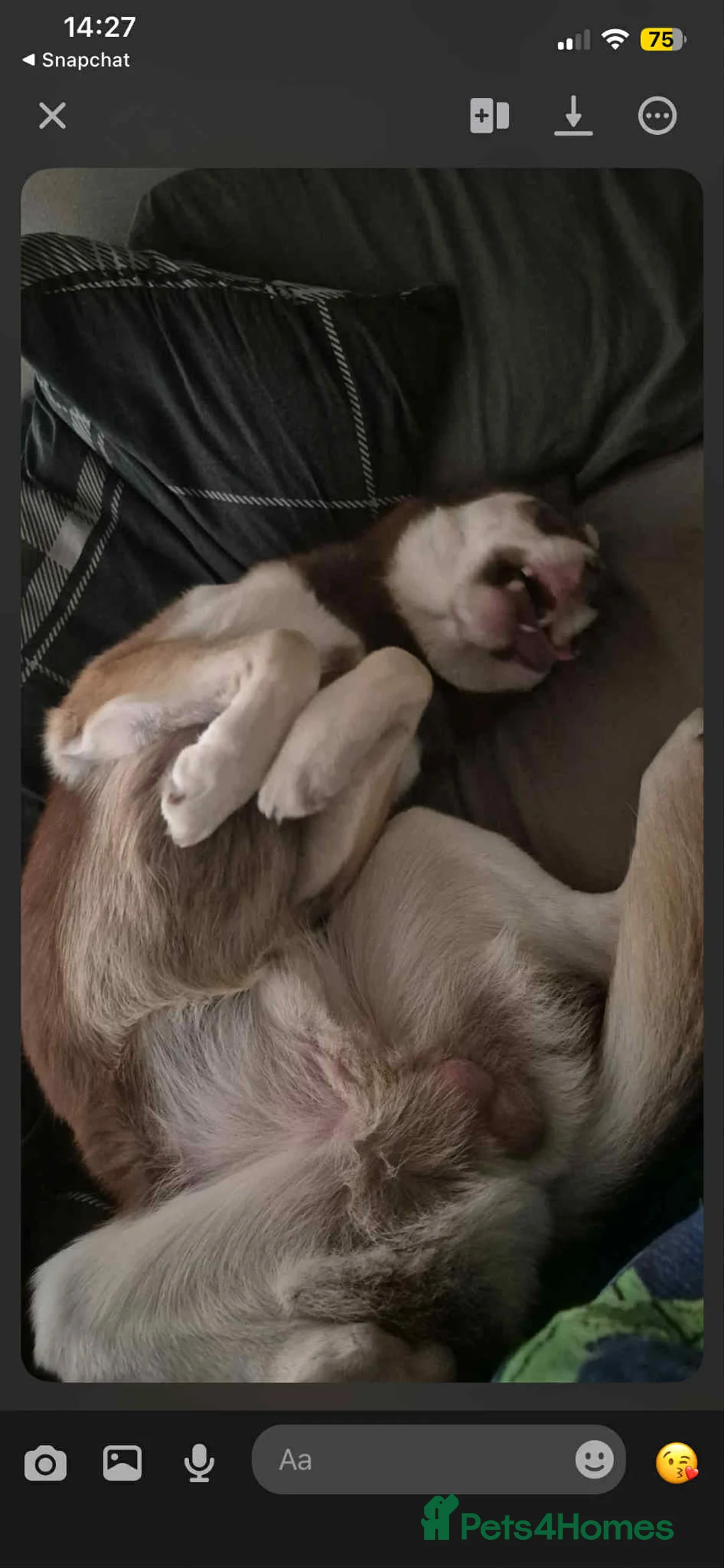 Siberian Husky dogs for sale: Meet Tyr the Husky 🐕💙 - Advert 8