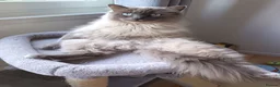 Ragdoll cats for sale: Ragdoll male - Advert 4