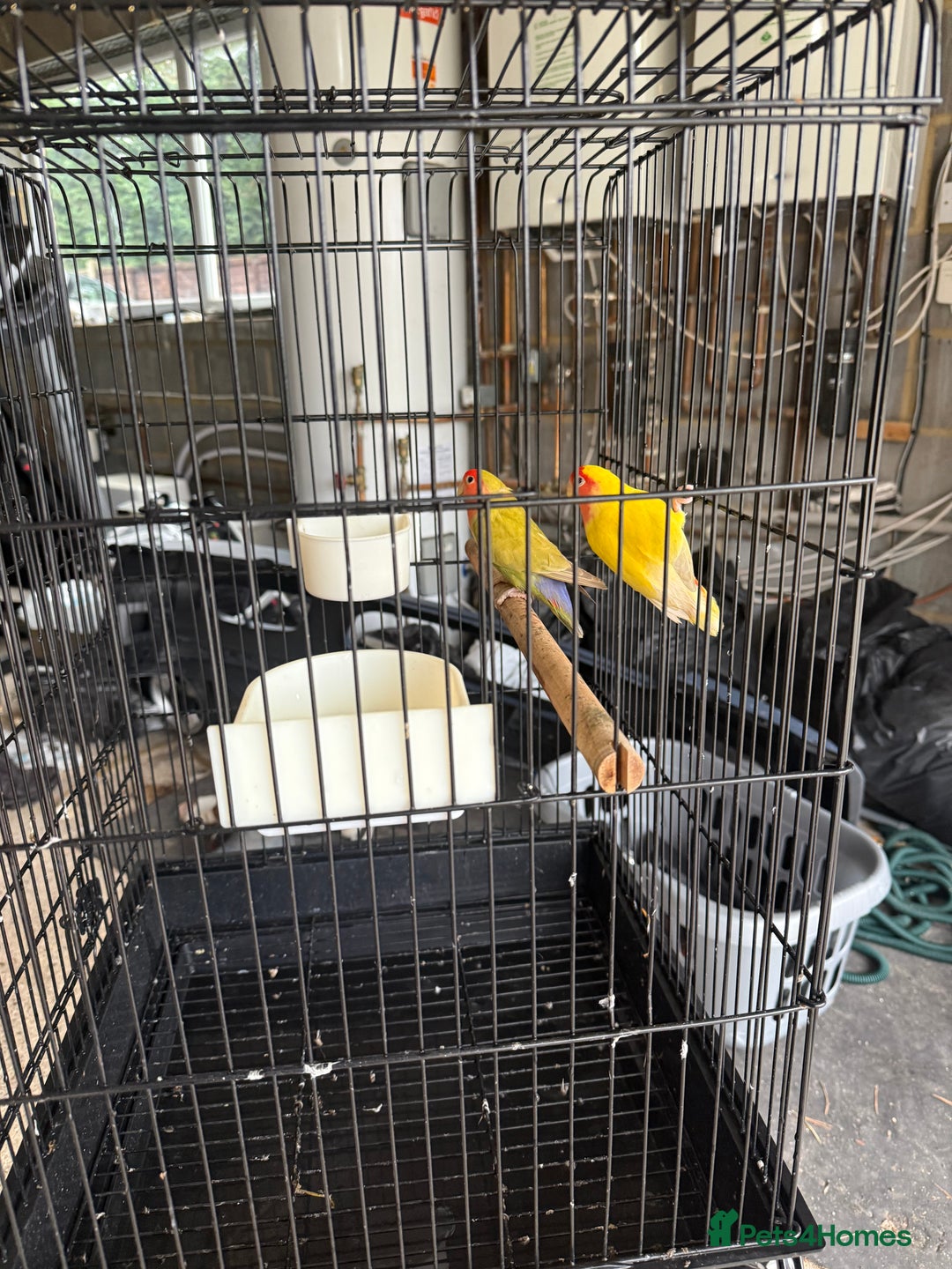 Lovebirds birds for sale: Lovebirds with cage  - Advert 2