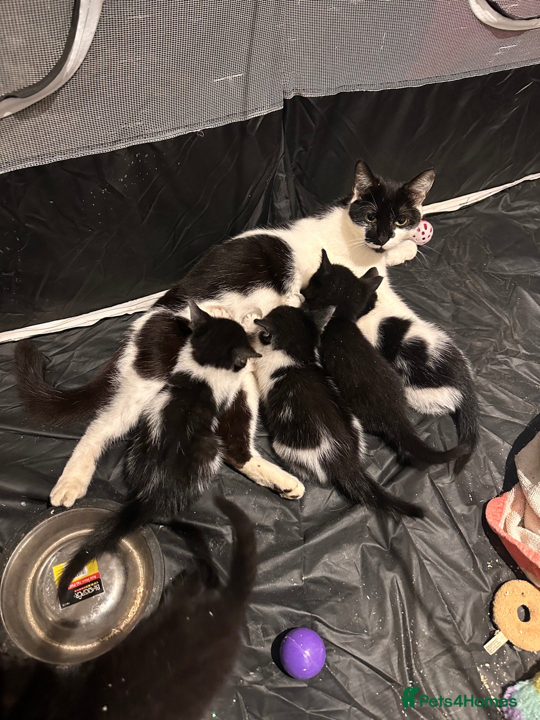 Mixed Breed cats for sale: 6 kittens  - Advert 1
