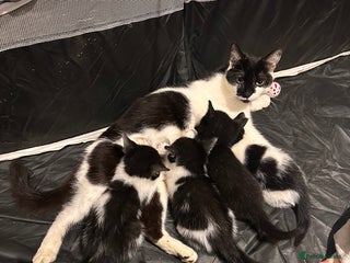 Mixed Breed cats 6 kittens - Advert 1