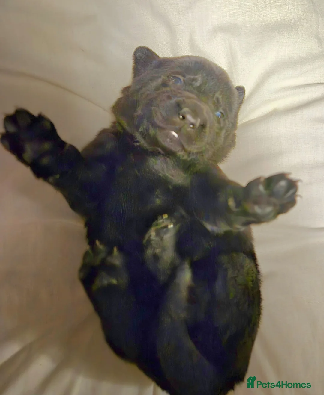 Mixed Breed dogs for sale: Gsd x labs - Advert 4