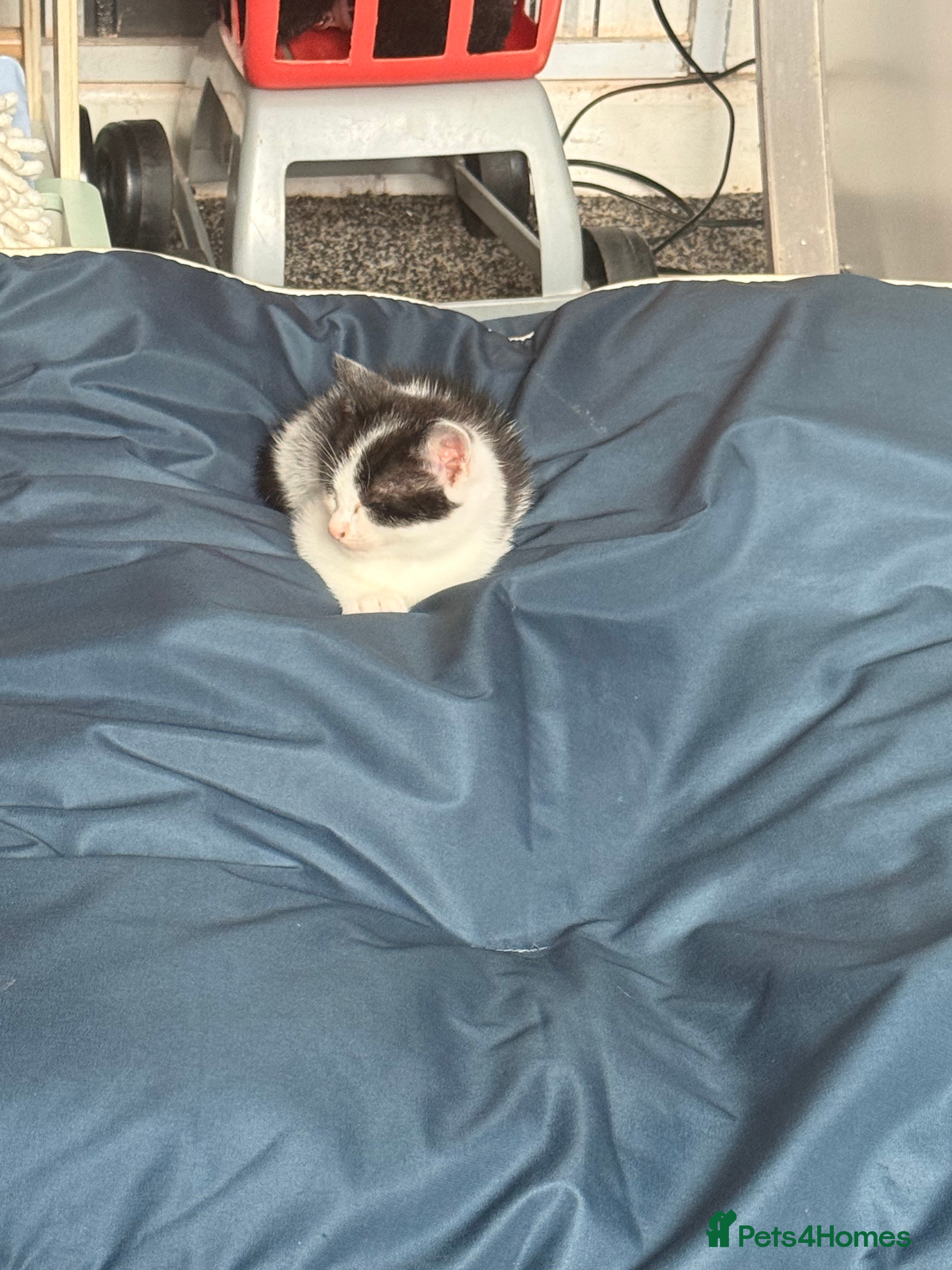 Mixed Breed cats Gorgeous Kitten - Advert 1