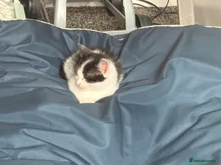 Mixed Breed cats Gorgeous Kitten - Advert 1