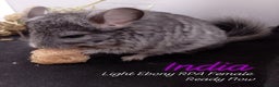 Chinchilla rodents for sale: Female RPA / RPAc baby Chinchillas - Advert 4