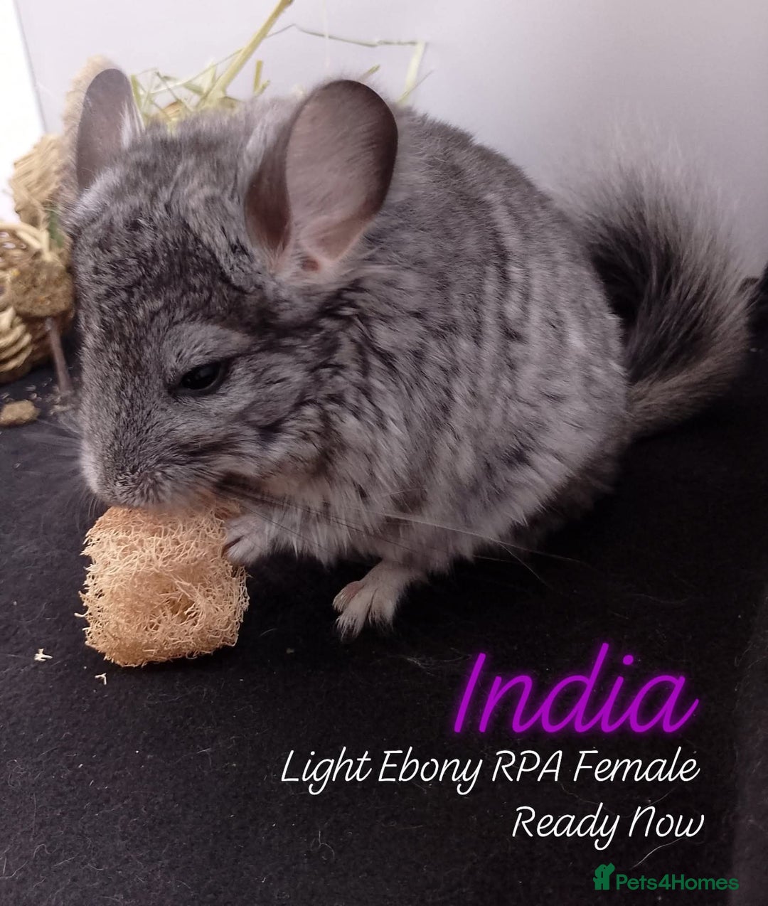 Chinchilla rodents for sale: Female RPA / RPAc baby Chinchillas - Image 3
