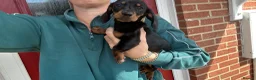 Miniature Dachshund dogs for sale: ‼️LAST 2 10 WEEKS OLD 💕 dachshunds - Advert 3