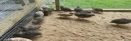 Quail poultry for sale: Trios of Quail - Advert 7