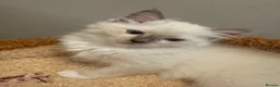 Ragdoll cats for sale: Pure Ragdoll Boys Available now  - Advert 15