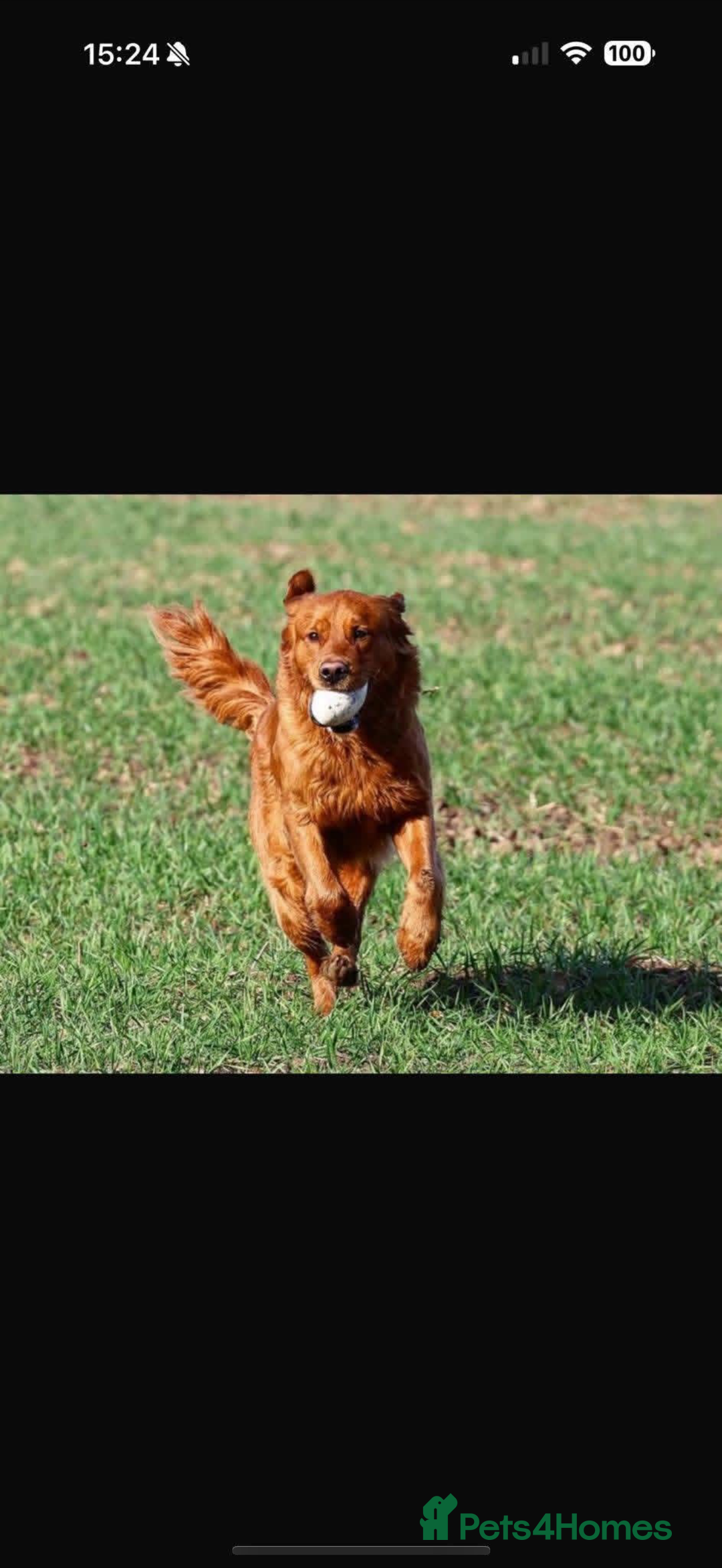 Golden Retriever dogs for sale: KC Registered Championship Line Golden Retrievers - Advert 4