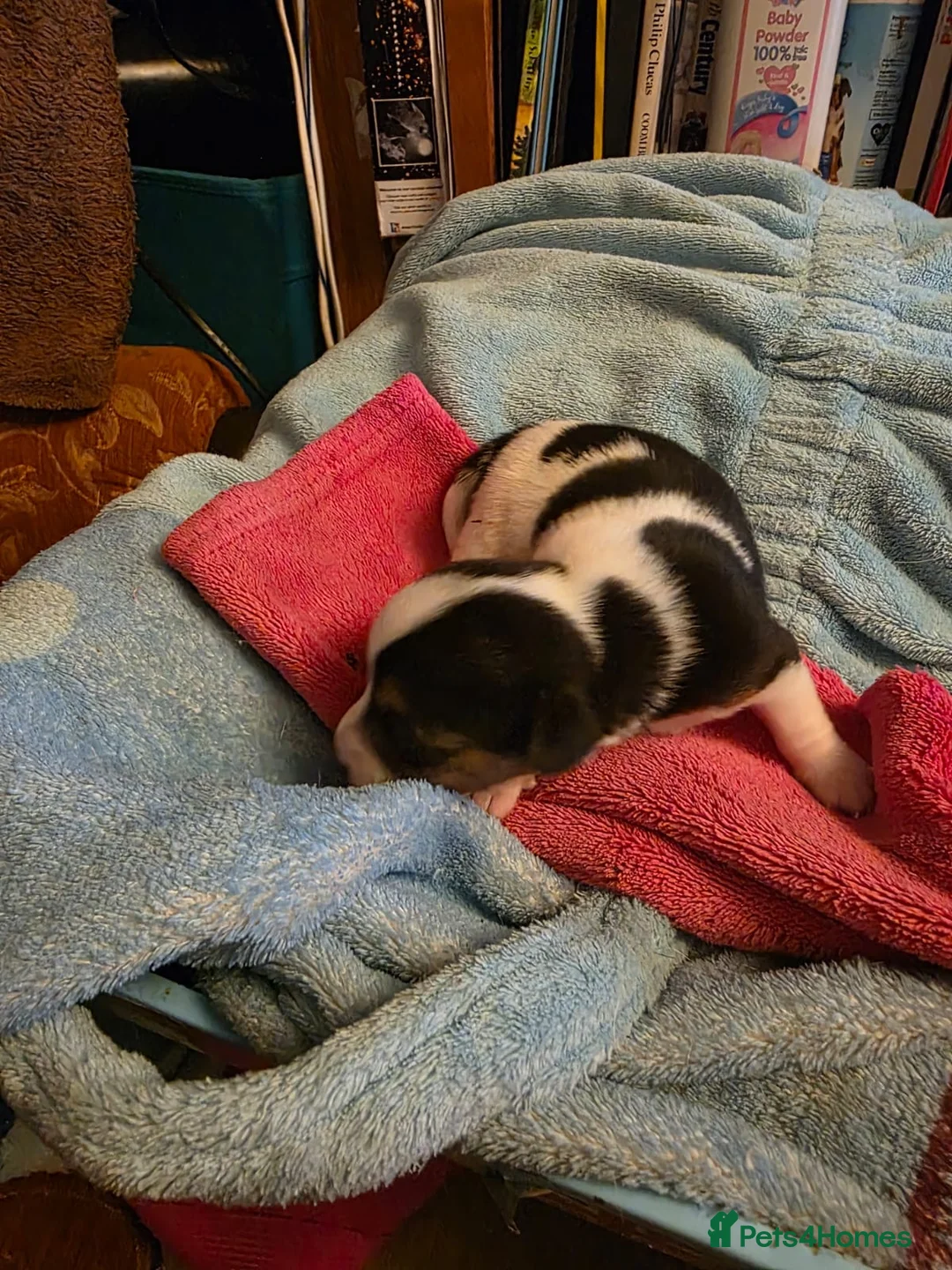 Jack Russell dogs for stud: Rusty stunning Jack Russell available for Stud in Sheffield - Advert 12