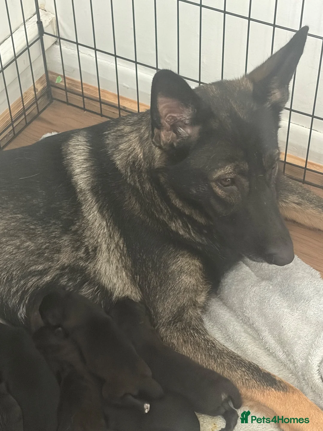 German Shepherd dogs for sale: German shepherd puppies  in Hull - Advert 2