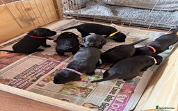 Springador dogs for sale: Springador puppies - Image 9