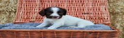 English Springer Spaniel dogs for sale: 1 boy left. Heath Tested Springer Spaniel Pups - Advert 38