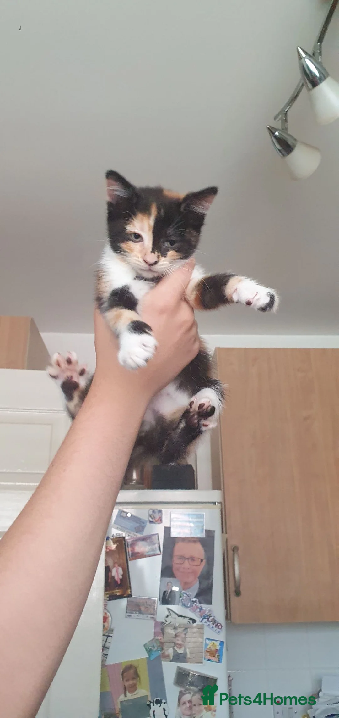 Mixed Breed cats for sale: 3 BEAUTIFUL KITTENS 😸 LOOKING FOR FOREVER HOME   - Advert 2