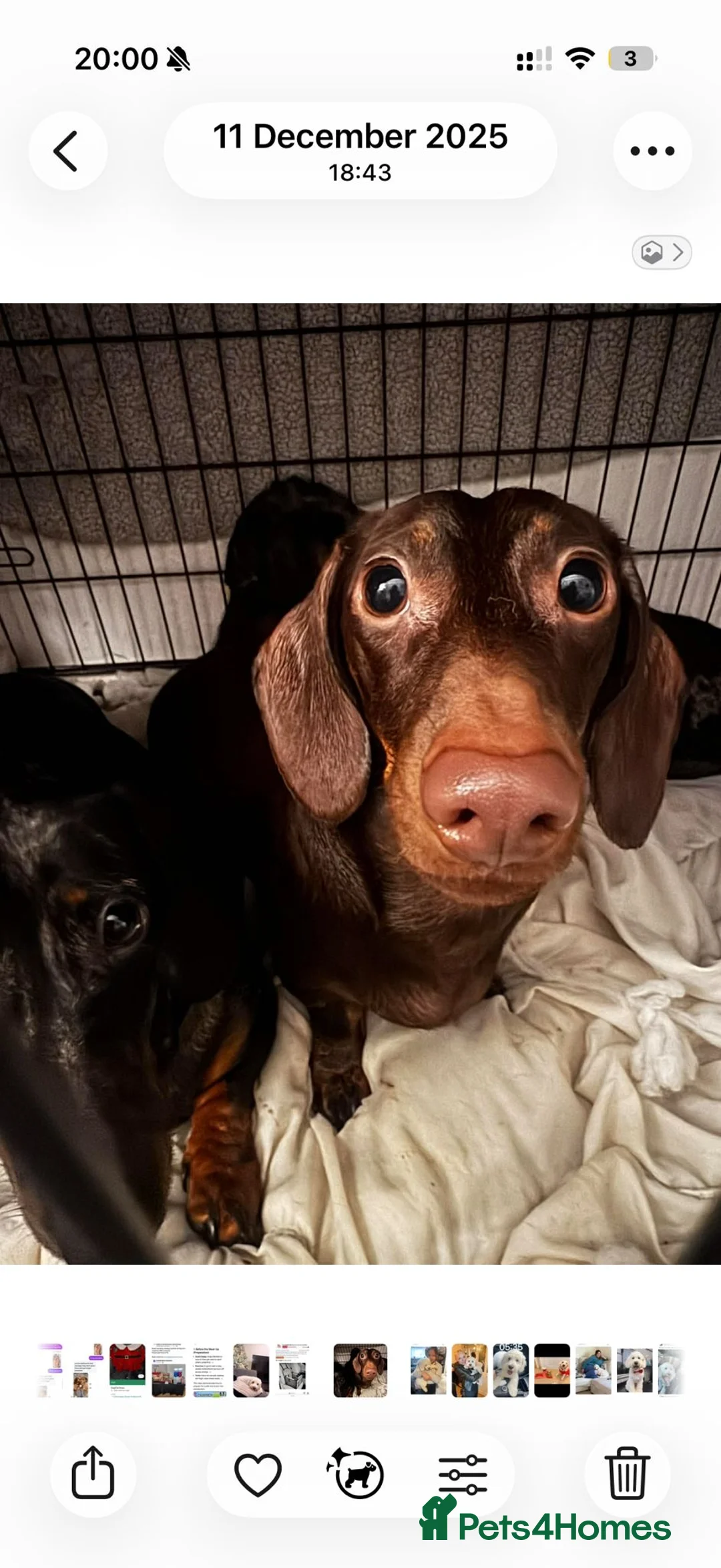 Dachshund dogs for sale: Sandy  - Advert 7