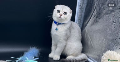 Scottish Fold cats Scottish Fold Kittens with TICA Registration - Advert 10