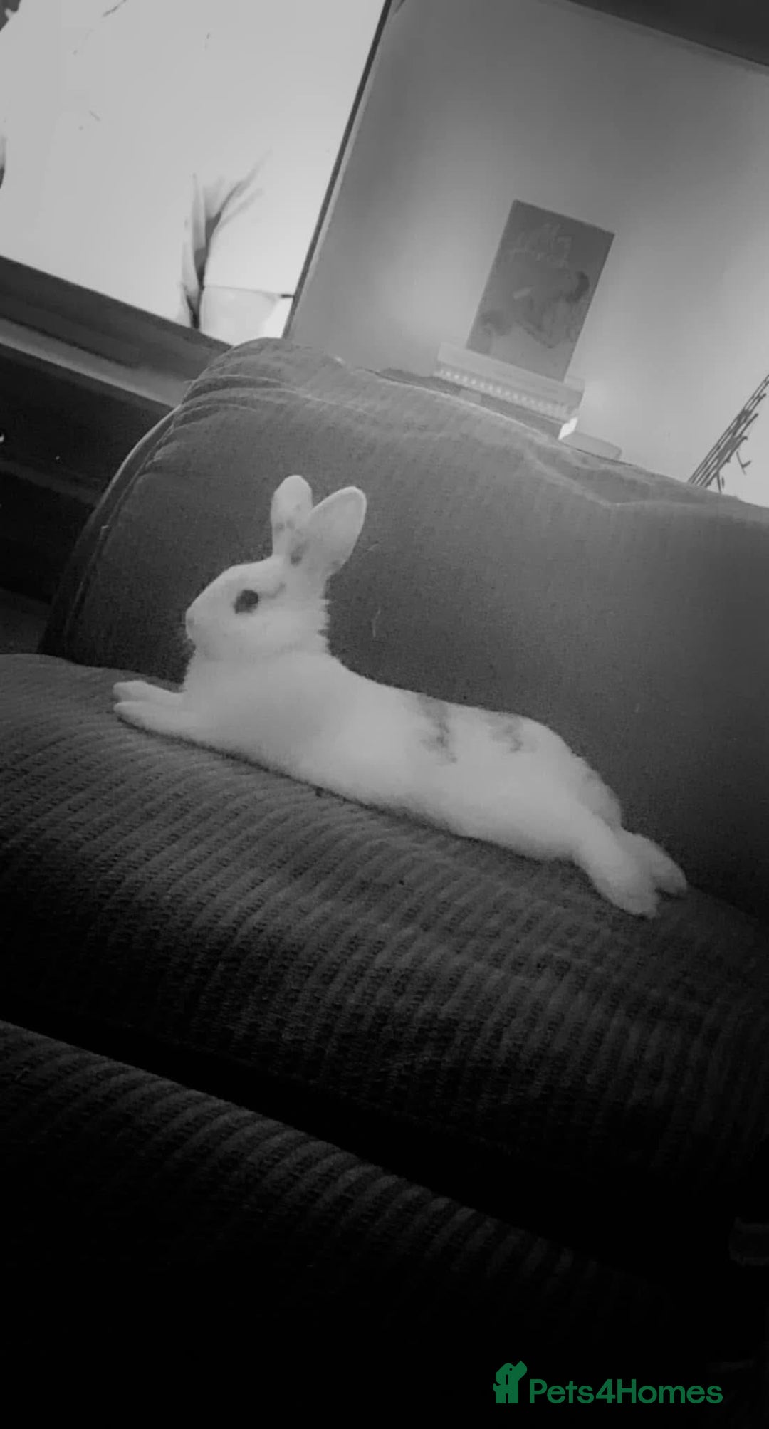 Mini Lion Lop rabbits for sale: Two bonded male bunnies  - Image 5
