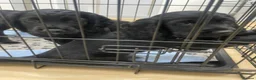 Cocker Spaniel dogs for sale: Cocker Spaniel males - Advert 9