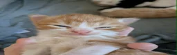 Mixed Breed cats for sale: 2 Male Kittens  - Advert 6