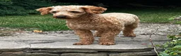 Labradoodle dogs for stud: KC Reg TOY POODLE Stud Dog DNA Tested Somerset - Advert 13