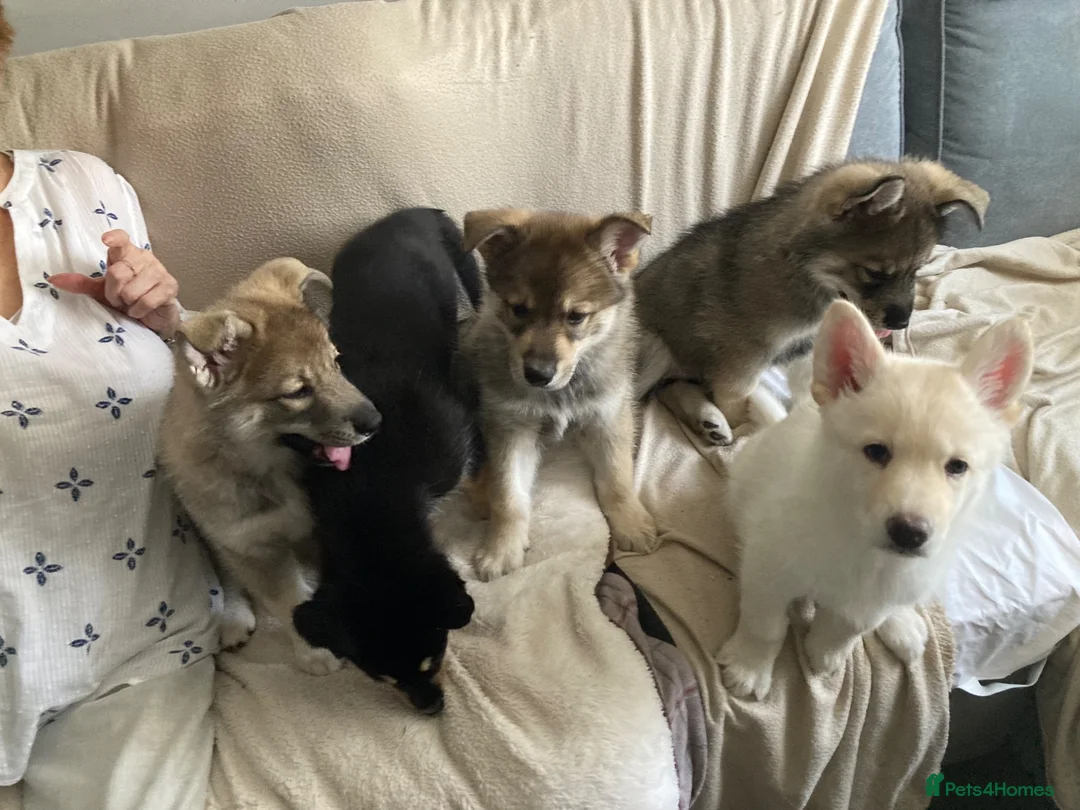 Shepsky dogs for sale: Shepsky puppies  - Advert 1
